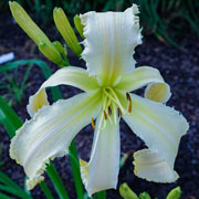 Snow Beast Daylily